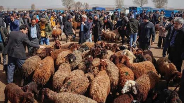قیمت دام زنده امروز شنبه ۲۵ مهر ۱۴۰۵