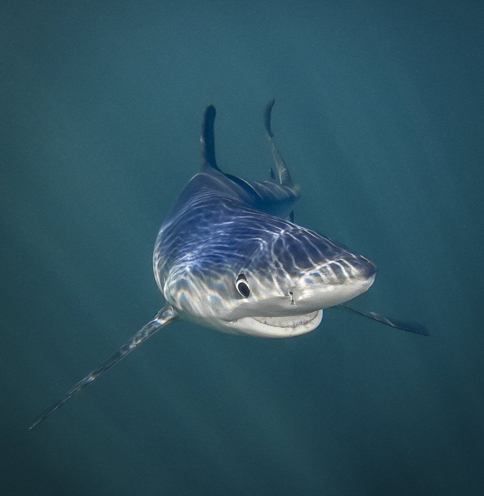 برترین‌های عکاسی خنده‌دار