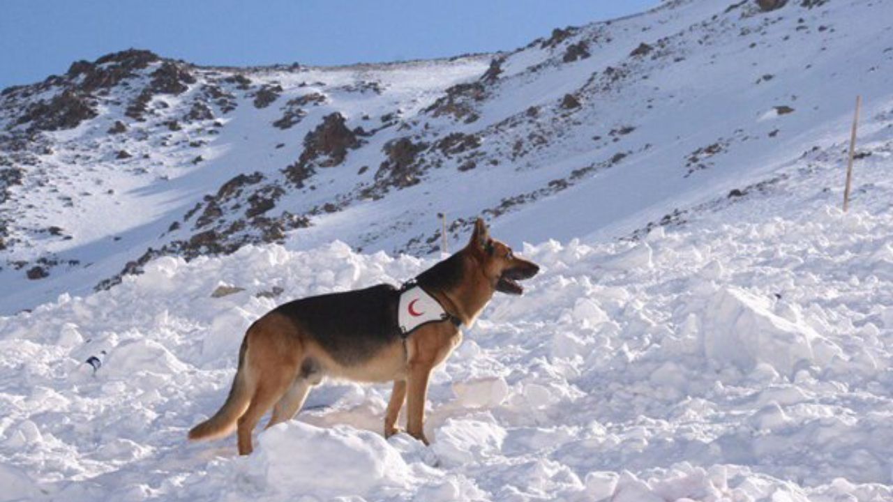 سگ زنده یاب