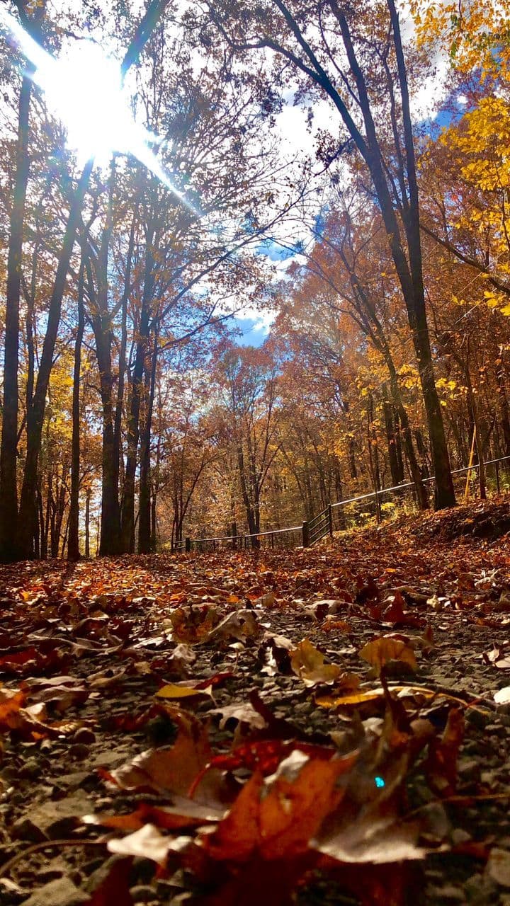 پاییز برگ پاییز مونا کاظمی، آمریکا
