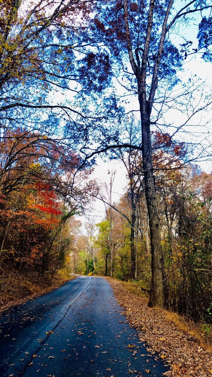 پاییز برگ پاییز مونا کاظمی، آمریکا