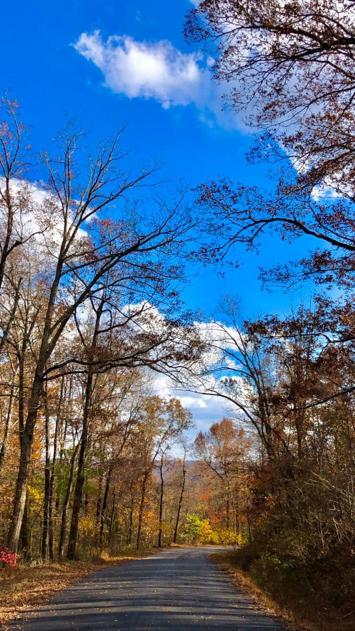 پاییز برگ پاییز مونا کاظمی، آمریکا
