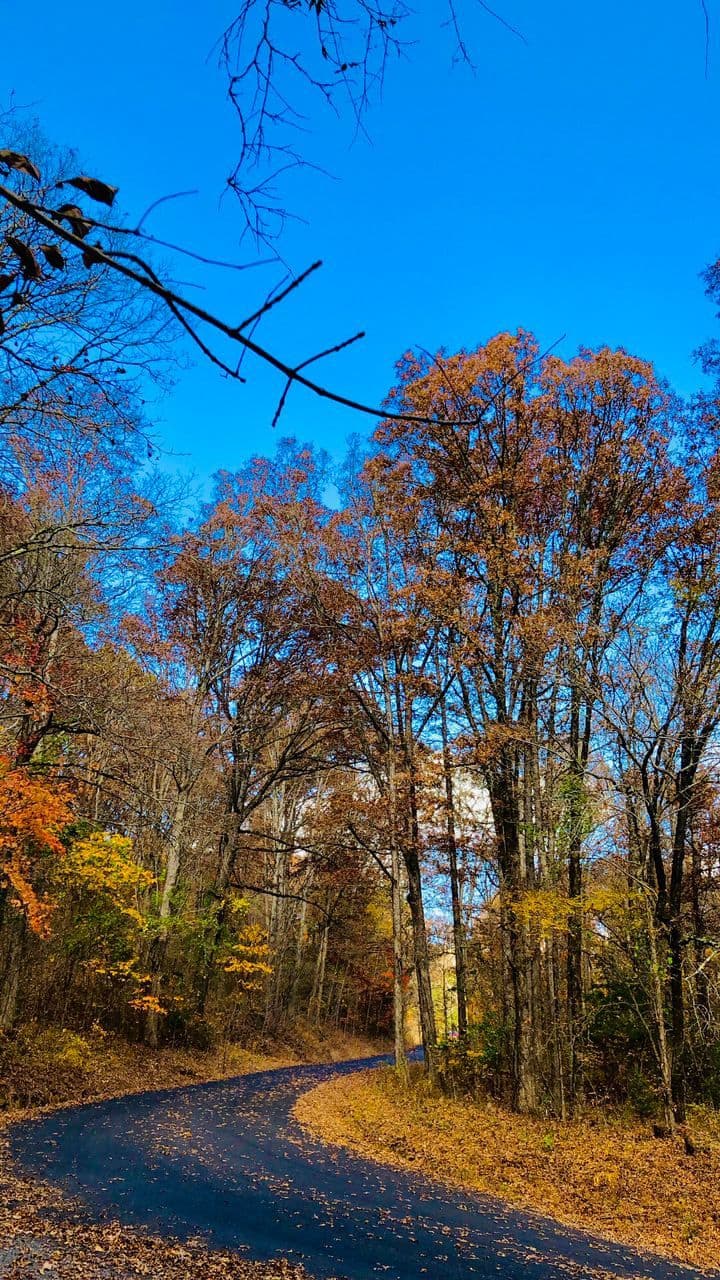 پاییز برگ پاییز مونا کاظمی، آمریکا