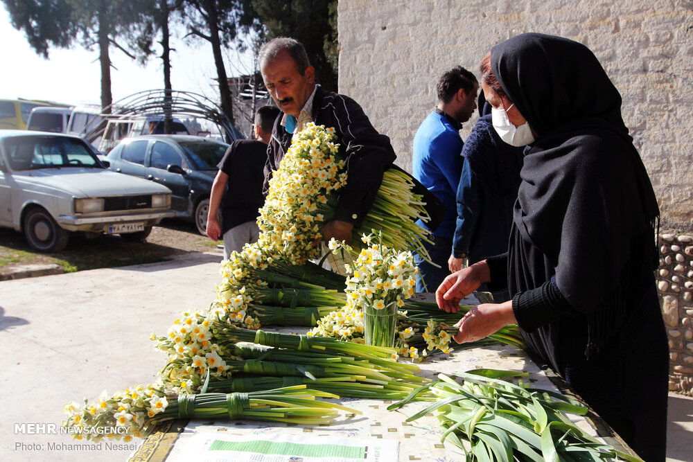 برداشت گل نرگس