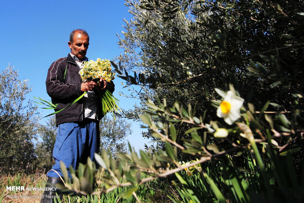 برداشت گل نرگس