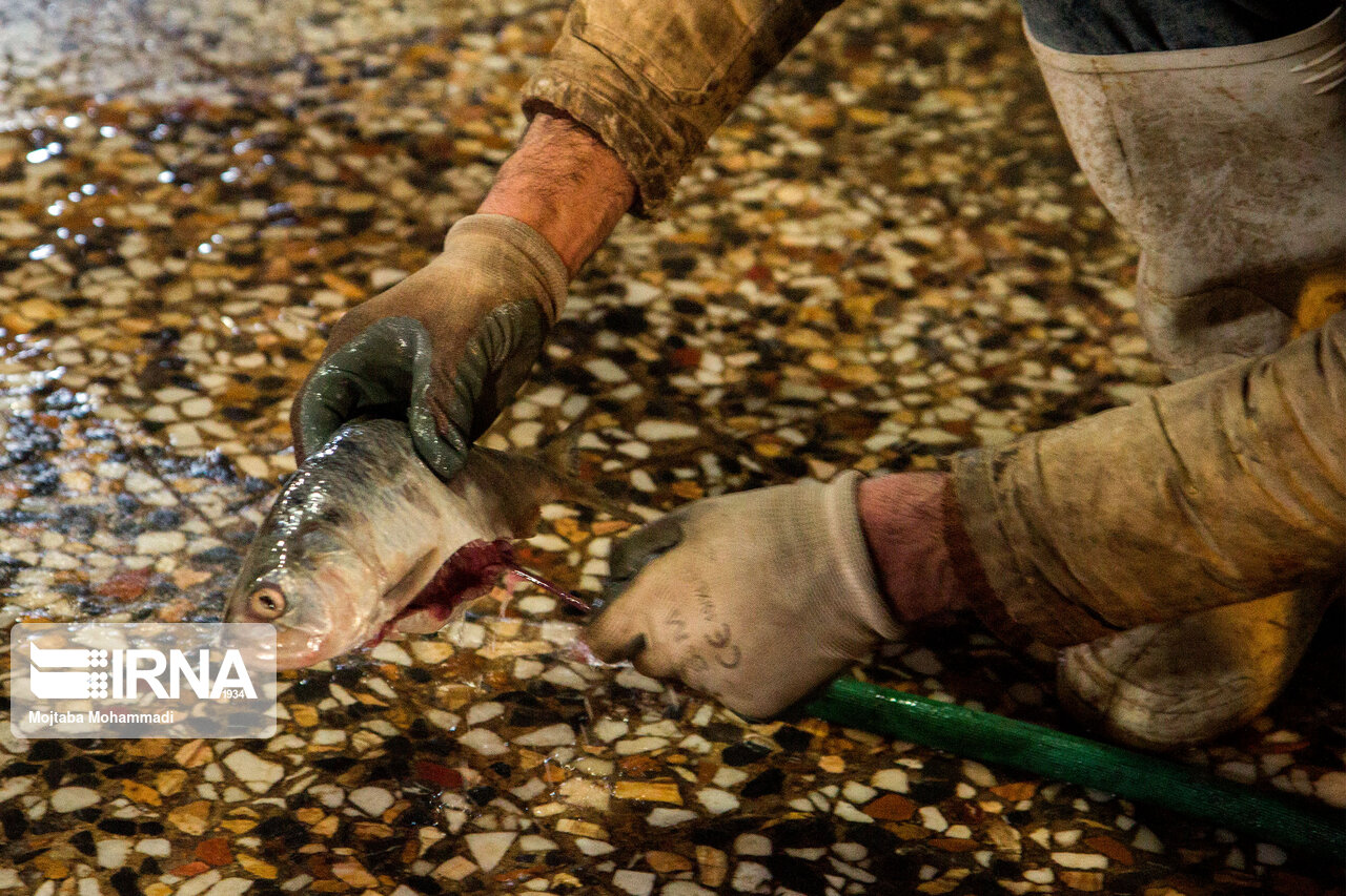 ماهی دودی رشت