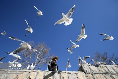 شیرازگردی مهمانان روسی