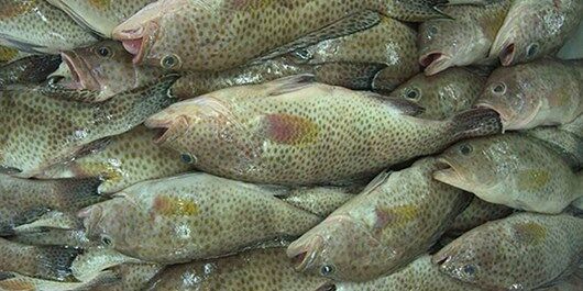 صدای عجیب وال خاکستری+ ویدئو