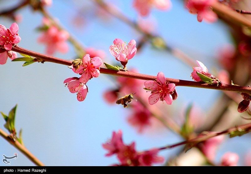 طبیعت بهاری ابهر