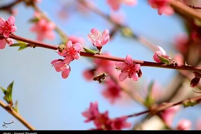 طبیعت بهاری ابهر