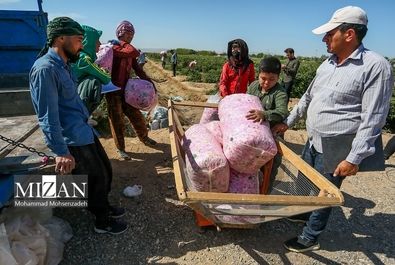 فصل برداشت گل محمدی