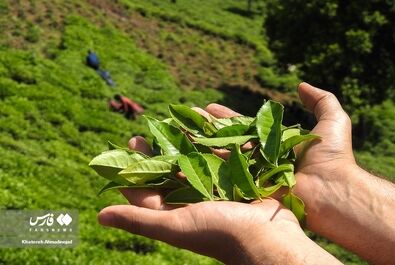 برداشت چای