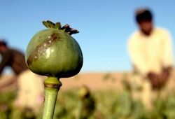 مدیرکل درمان ستاد مبارزه با مواد مخدر: سیاست ما هرگز حرکت به سمت کشت خشخاش نیست، زیرا این گیاه قابلیت تیغ‌زنی و استخراج مستقیم شیره را دارد؛ به همین علت به کشت شقایق الیفرا روی آورده شده