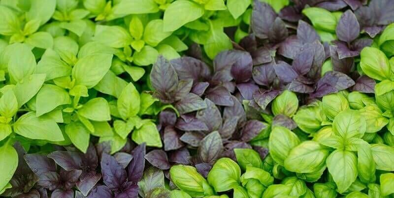 خواص بی‌نظیر سبزی معطر و پرطرفدار ریحان