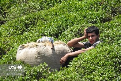 برداشت چای