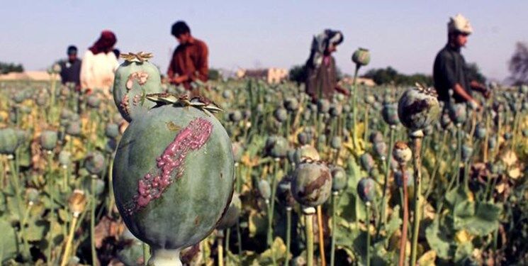 افزایش ۶ برابری قیمت «تریاک» / کوچ خطرناک از سنتی به صنعتی