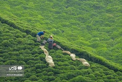 برداشت چای