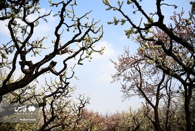 شکوفه‌های بهاری