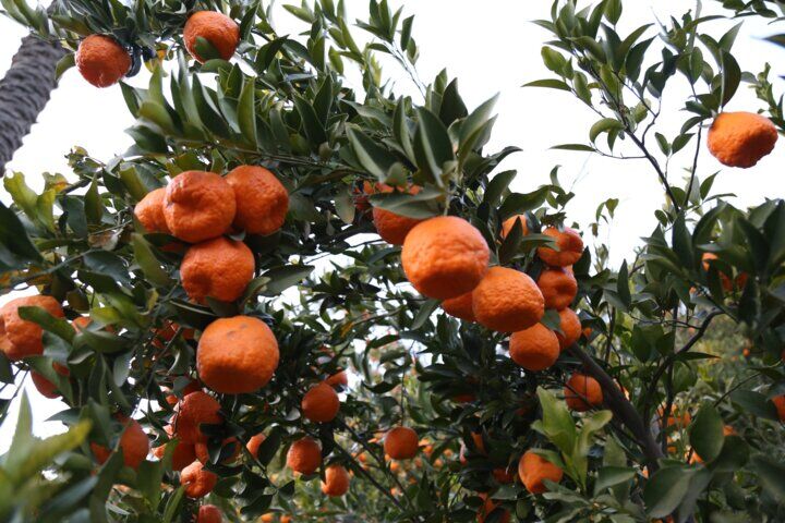 اجرای باغداری قراردادی مرکبات در کشور/ تولید مازاد کشاورزان توسط دولت خریداری می‌شود