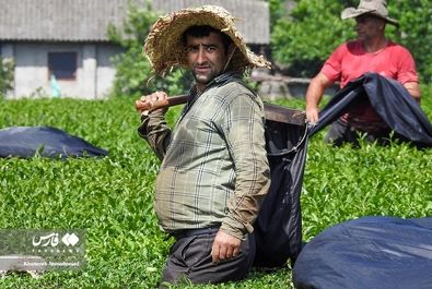 برداشت چای