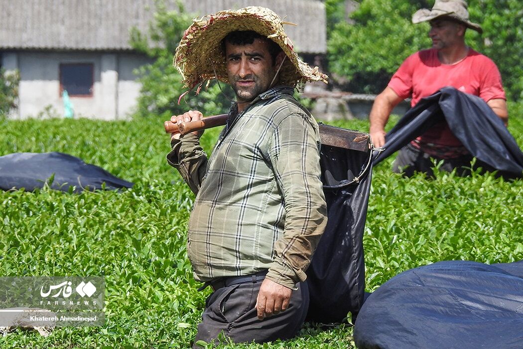 نرخ جدید خرید تضمینی برگ سبز چای ابلاغ شد