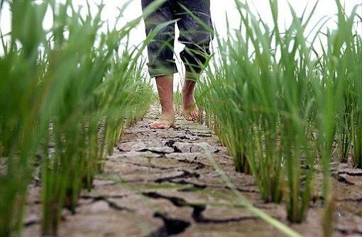 زنگ خطر آلودگی محصولات کشاورزی