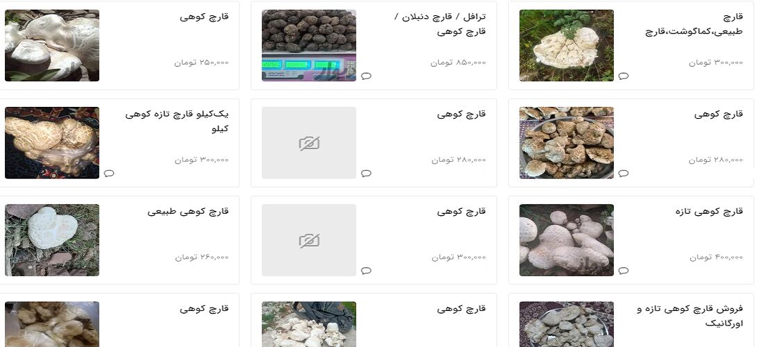 قارچ کوهی متوسط بین ۸۰ تا ۳۰۰ هزار تومان/ قارچ دنبلان سیاه البرز از ۴۲۵ هزار تا ۲ میلیون تومان