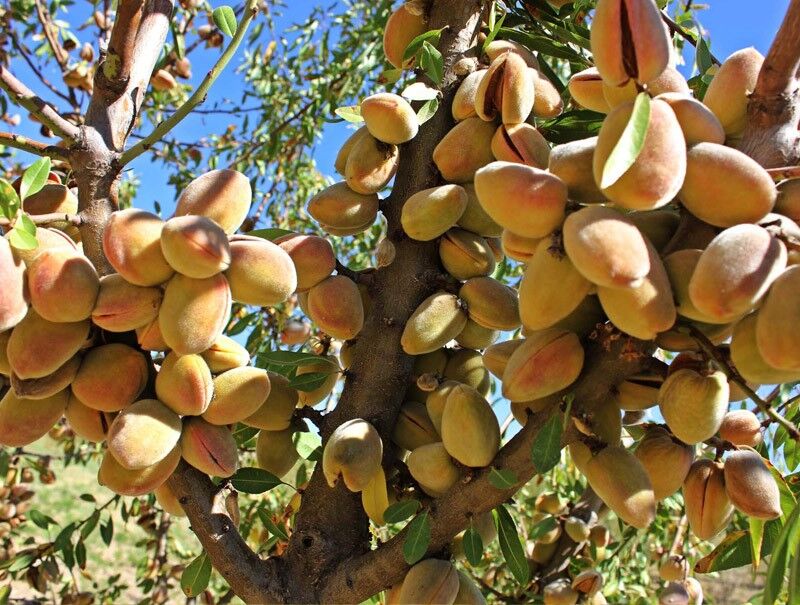 راهنمای خرید نهال بادام مخصوص مناطق گرمسیر و سردسیر
