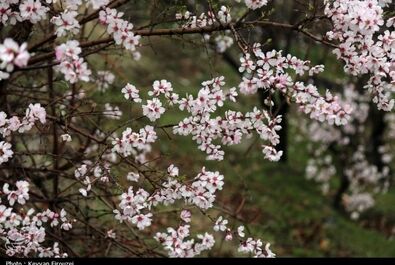 شکوفه‌های بهاری در سنندج