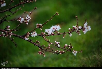 شکوفه‌های بهاری در سنندج