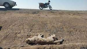 تلف‌شدن ۱۰یوز در یک‌سال نگران‌کننده است