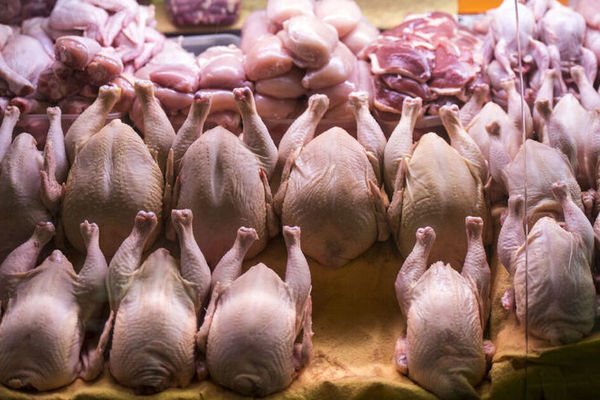قیمت مرغ امروز یکشنبه ۴ مرداد ۱۴۰۵