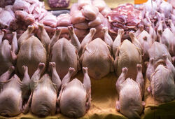قیمت مرغ امروز چهار‌شنبه ۷ مرداد ۱۴۰۵ 