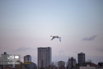 قو مهاجر پرنده
