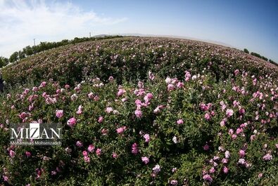 فصل برداشت گل محمدی