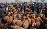 قیمت دام زنده امروز چهار‌شنبه ۴ شهریور  ۱۴۰۵ 