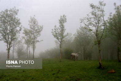 طبیعت بهاری «سیاهکل»