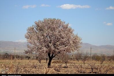 طبیعت بهاری ابهر