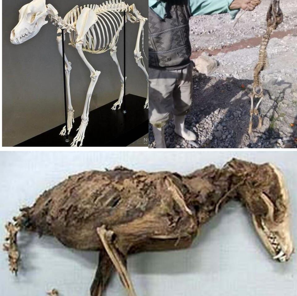 اسکلت موجود عجیب در شهرستان دنا متعلق به چه جانوری است؟