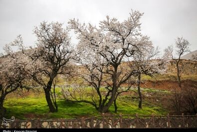 شکوفه‌های بهاری در سنندج