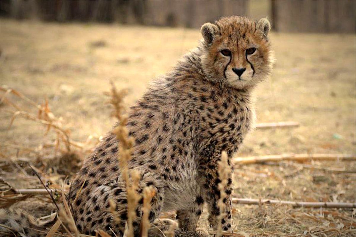 روز پیروز