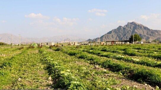 استان کرمان با مشکل تغییرات اقلیمی مواجه است / کشاورزی حمایت شود