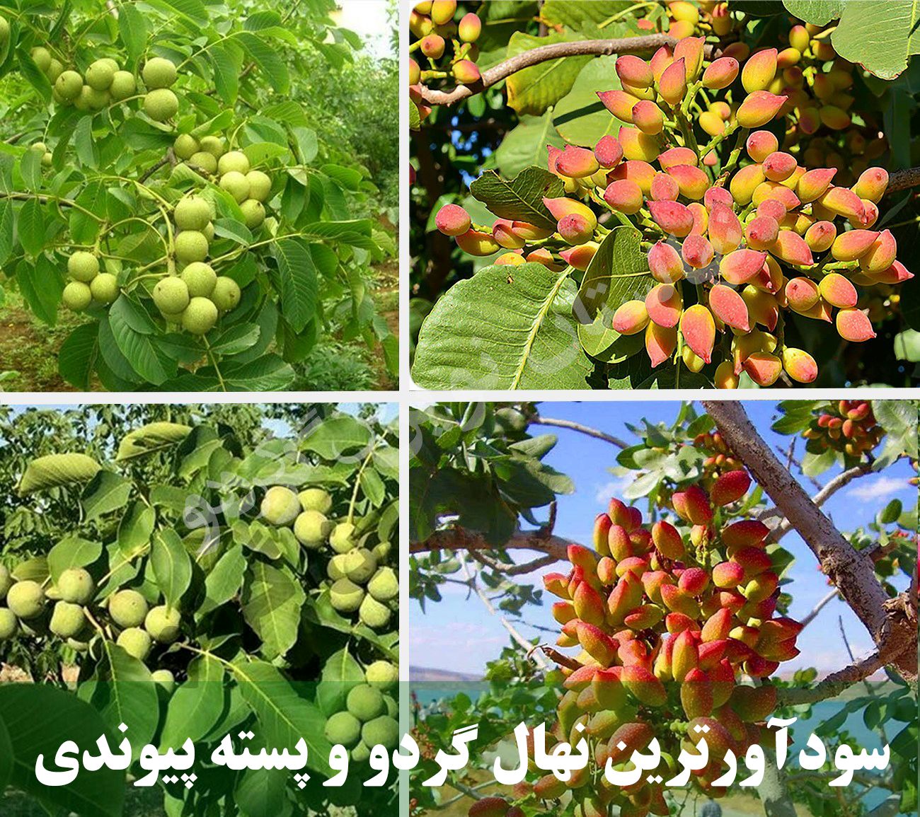 سودآورترین نهال گردو پیوندی و پسته اصلاح شده سردسیری