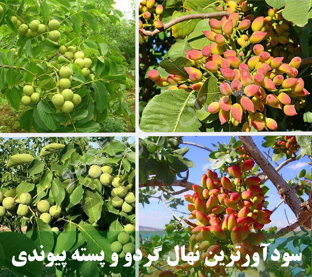 سودآورترین نهال گردو پیوندی و پسته اصلاح شده سردسیری