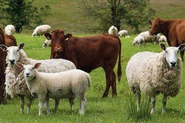 قیمت دام زنده امروز چهار‌شنبه ۲۷ خرداد ۱۴۰۵ 