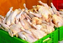 قیمت مرغ امروز دوشنبه ۲۵ خرداد ۱۴۰۵ 