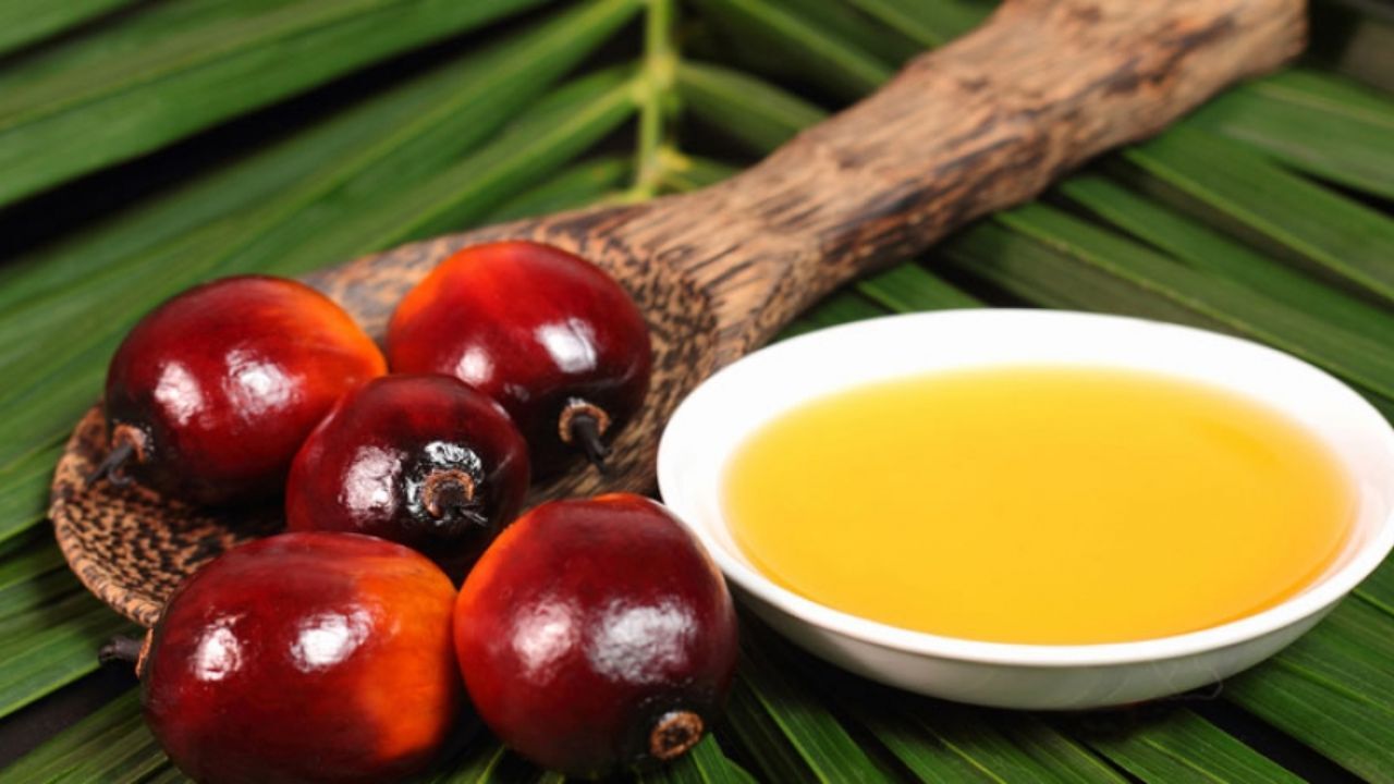 روغن پالم در روکش بستنی/ آیا پالم درجه دو و سه دارد؟