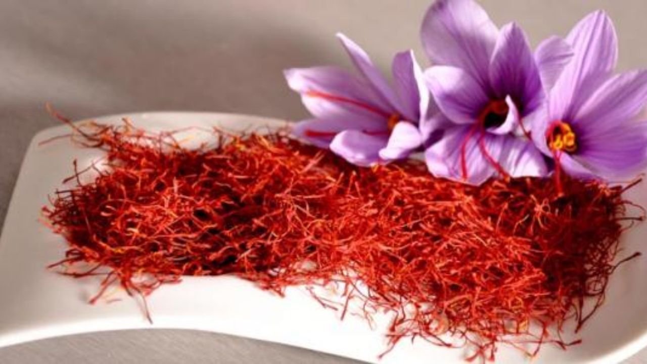 آینده تولید زعفران در معرض خطر است/حداقل و حداکثر نرخ طلای سرخ در بازار اعلام شد