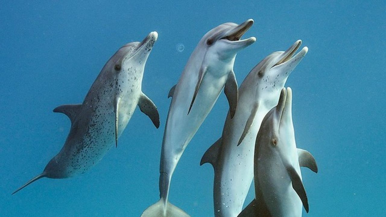 عکس روز نشنال جئوگرافیک، شنای دلفین‌ها