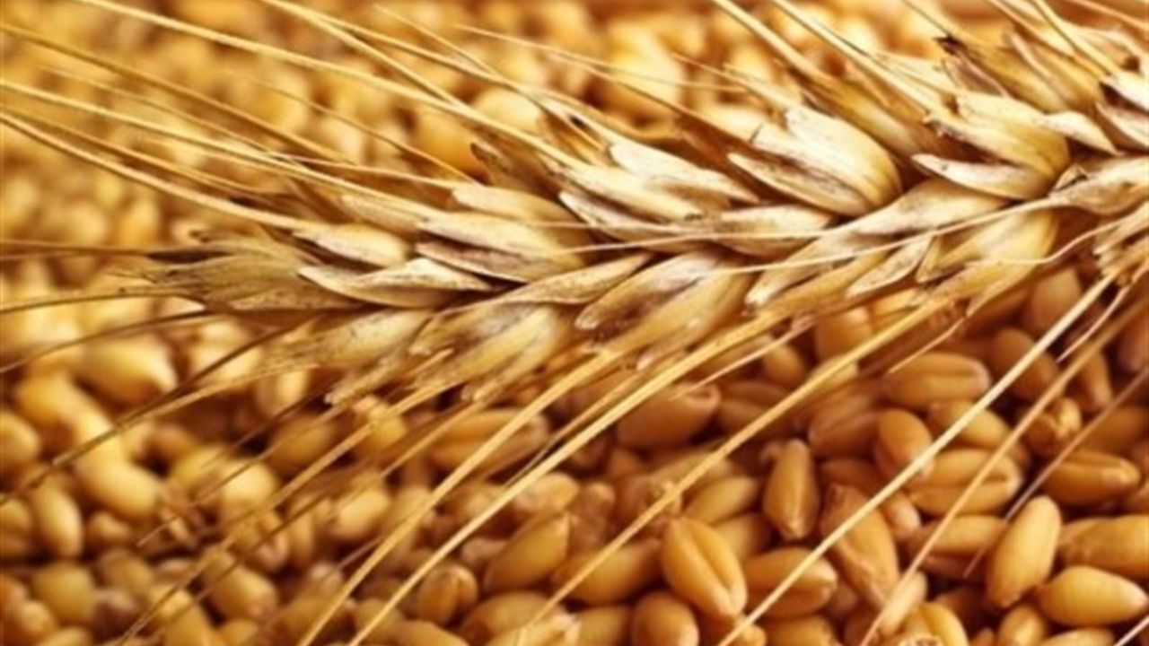 نرخ مناسب خرید گندم 1930 تومان است/ لزوم اصلاح قانون خرید تضمینی + گزارش سیاستی